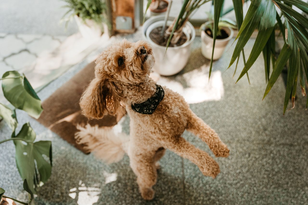 Do Pets have Past Lives? Uncover the Surprising Truth About Animal Reincarnation!