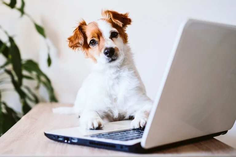 Psychic mediumship, signs from animals in spirit