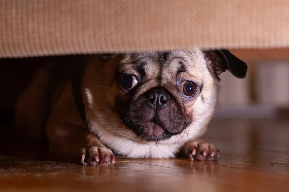 Why Is My Pet So Scared of Loud Noises?